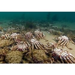 Many empty crab carapaces on the seafloor after a moulting.